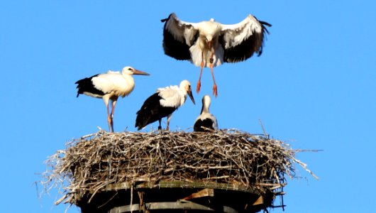 White Stork Stork Bird Ciconiiformes