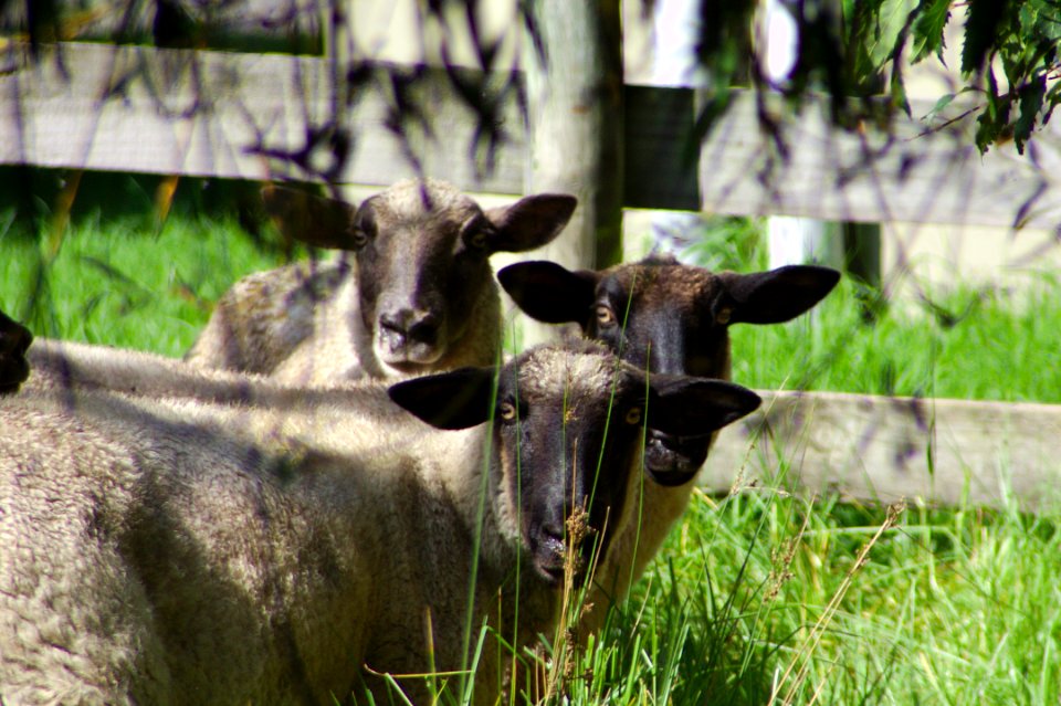Fauna Grass Pasture Horn