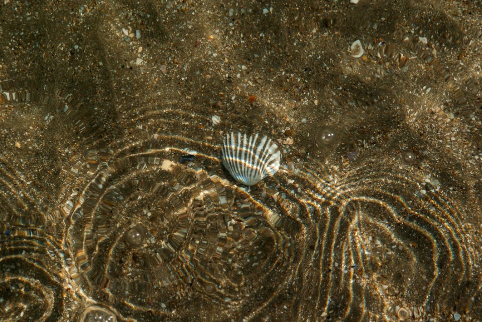 Organism Wildlife Invertebrate