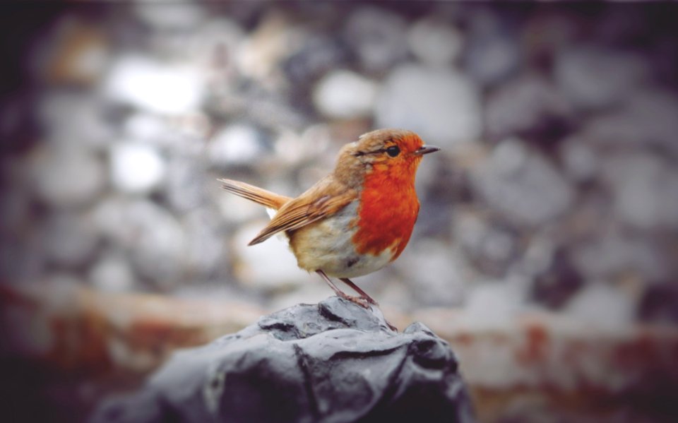 Bird Fauna Beak Finch