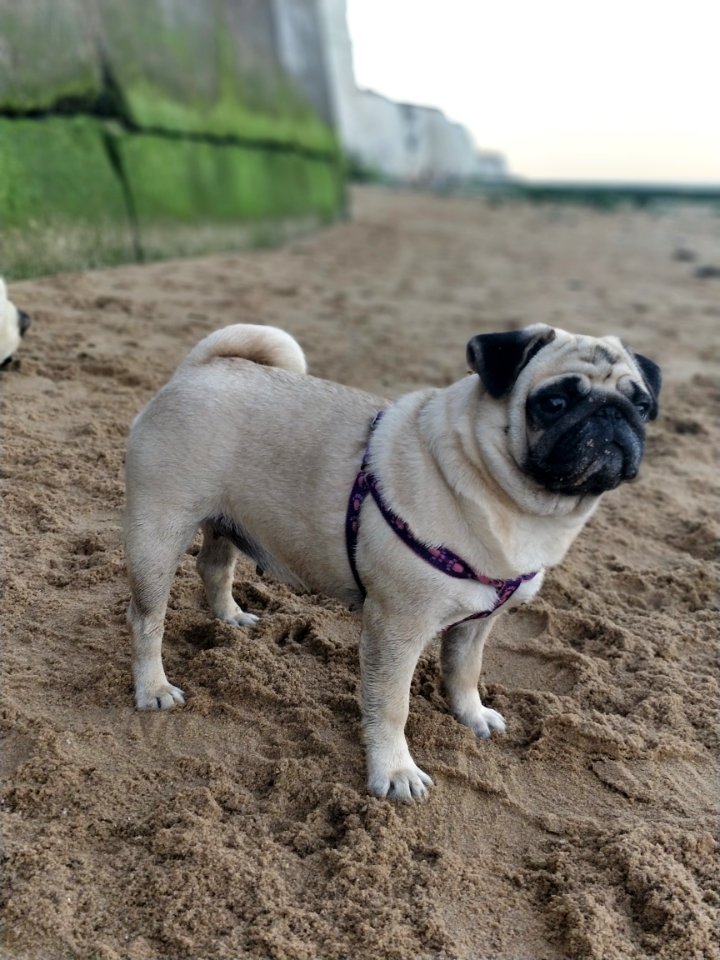 Pug Dog Dog Like Mammal Dog Breed