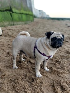 Pug Dog Dog Like Mammal Dog Breed