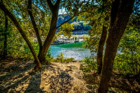 Nature Water Tree Vegetation