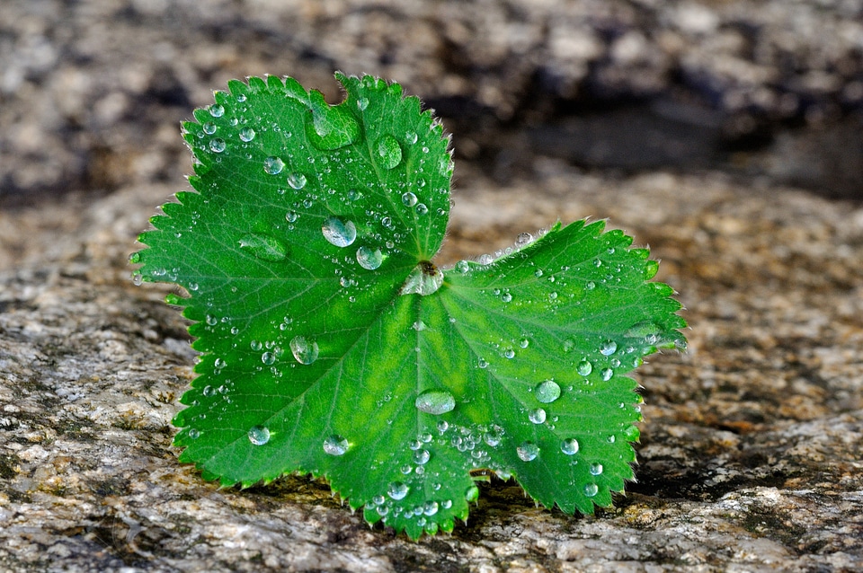 Nature stone raindrop
