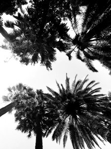 Tree Black And White Sky Monochrome Photography photo