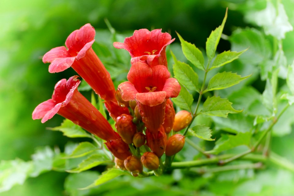 Flower Flora Vegetation Plant