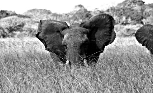Black And White Elephants And Mammoths Wildlife Mammal