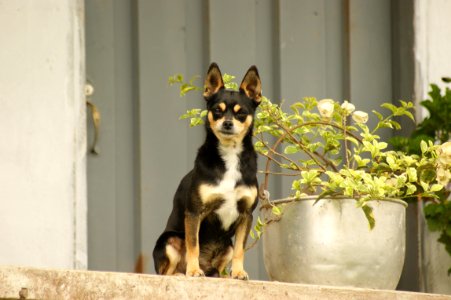 Dog Like Mammal Dog Dog Breed Dog Breed Group photo