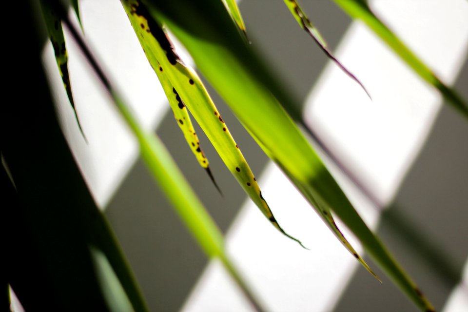 Flora Plant Close Up Grass Family