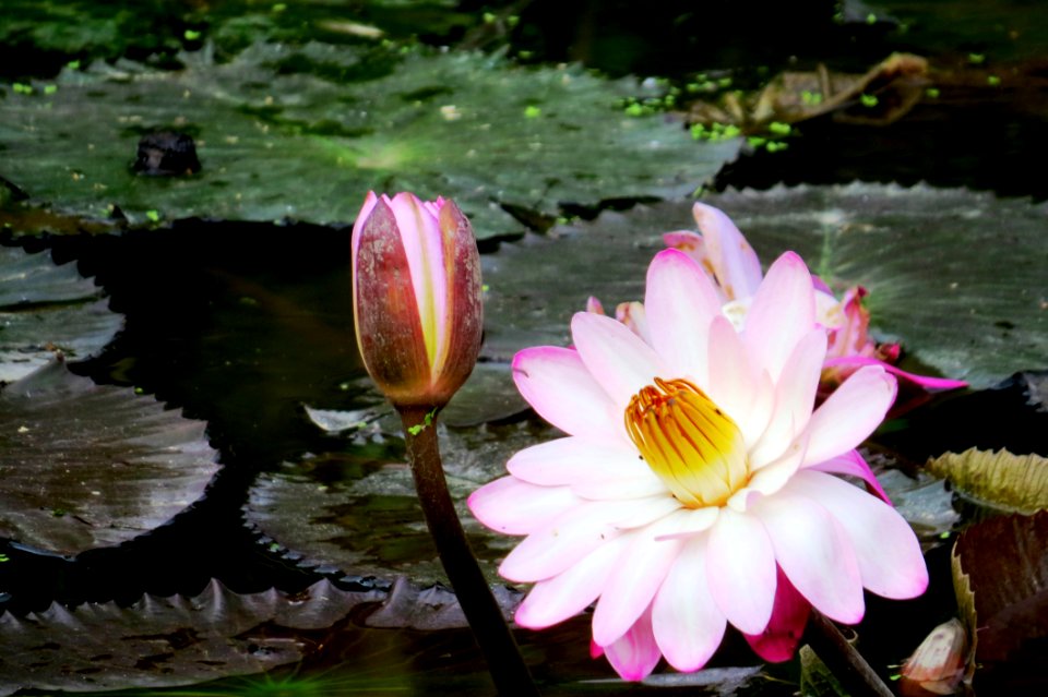 Flower Plant Water Flora