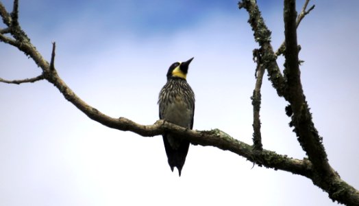 Bird Beak Fauna Branch photo