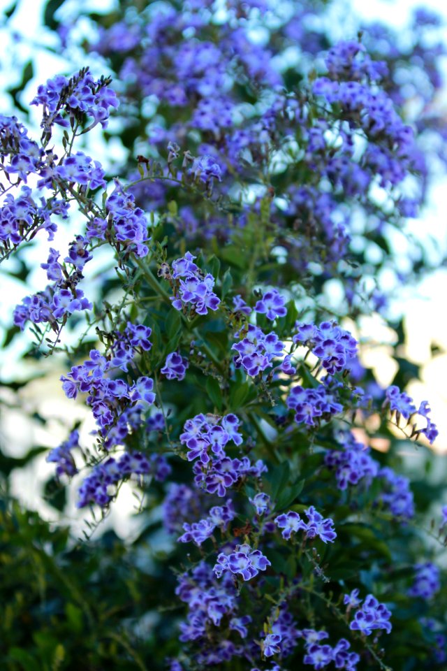 Plant Flower Lilac Subshrub