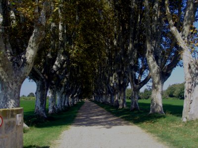 Tree Woody Plant Plant Grove photo