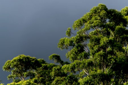 Tree Vegetation Sky Woody Plant