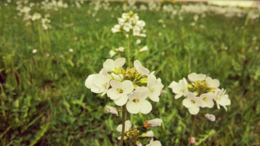 Flower Flora Plant Spring