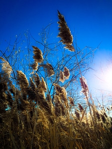 Spikes sunset winter