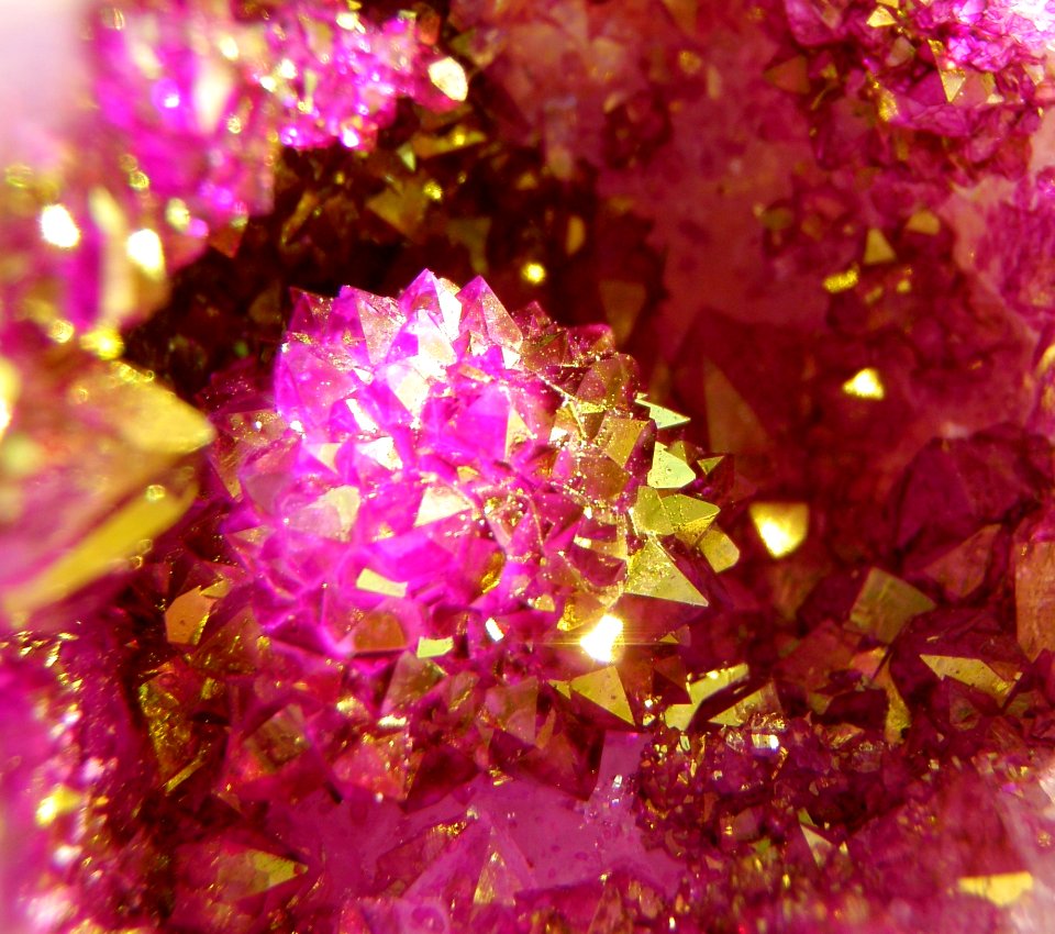 Pink Purple Violet Flora