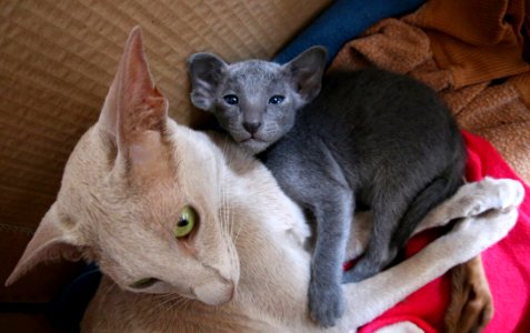 Cat Donskoy Mammal Small To Medium Sized Cats
