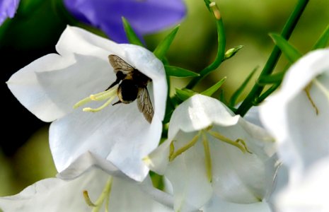 Flower White Flora Bee