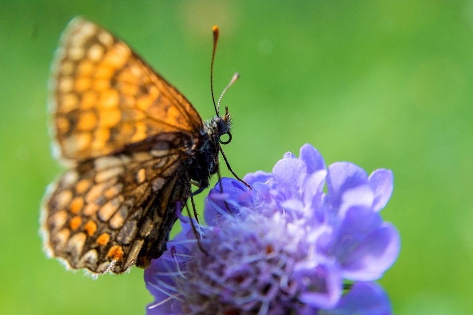 Butterfly Insect Moths And Butterflies Brush Footed Butterfly