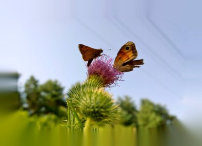 Butterfly Moths And Butterflies Insect Brush Footed Butterfly