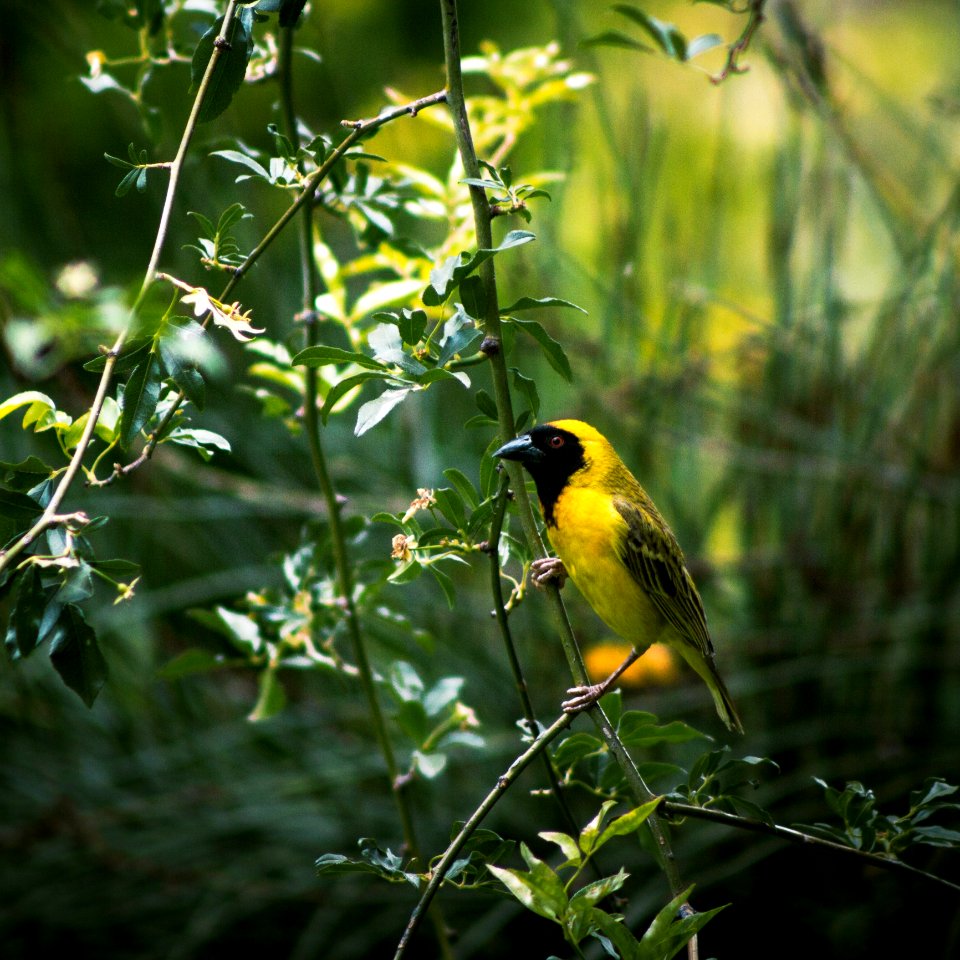 Bird Fauna Ecosystem Beak