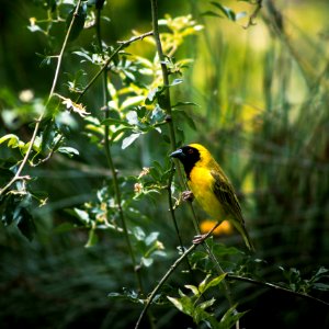 Bird Fauna Ecosystem Beak photo
