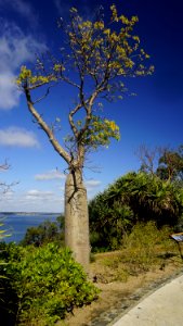 Tree Sky Woody Plant Vegetation photo