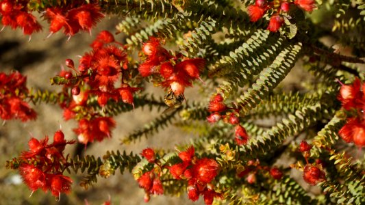 Christmas Decoration Tree Spruce Branch