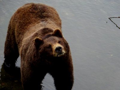 Brown Bear Grizzly Bear Mammal Bear