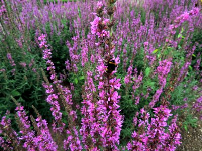 Plant Flower Hyssopus Lavender photo