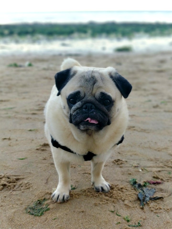 Pug Dog Dog Like Mammal Dog Breed