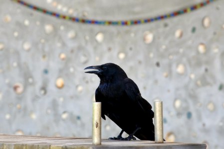 Bird American Crow Crow Crow Like Bird photo