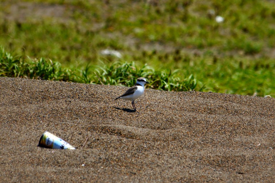 Bird Fauna Ecosystem Wildlife