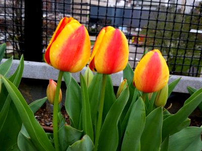 Flower Plant Flowering Plant Tulip