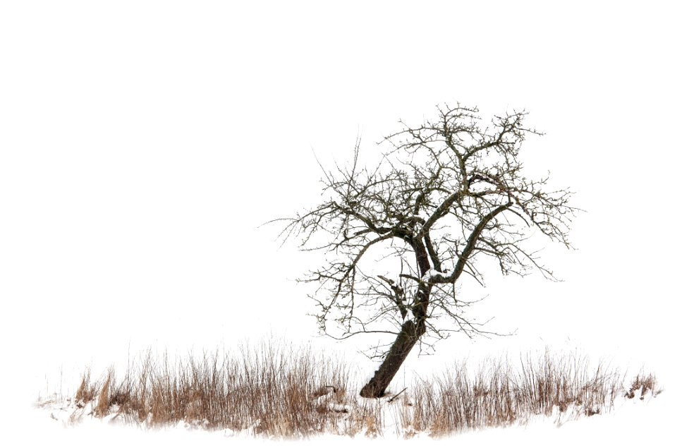 Branch Tree Black And White Winter
