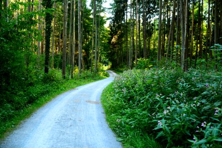 Path Ecosystem Vegetation Nature Reserve photo