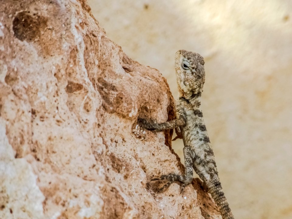 Reptile Lizard Scaled Reptile Fauna