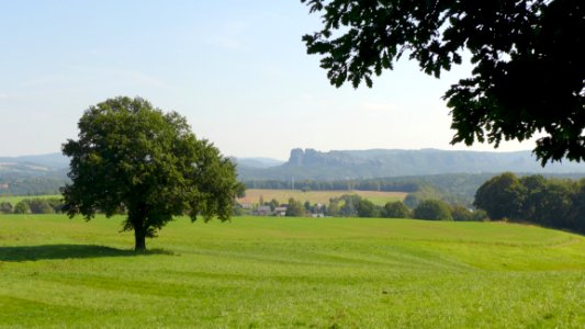 Grassland Field Pasture Tree