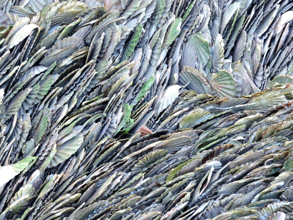 Grass Family Grass Sardine Fish
