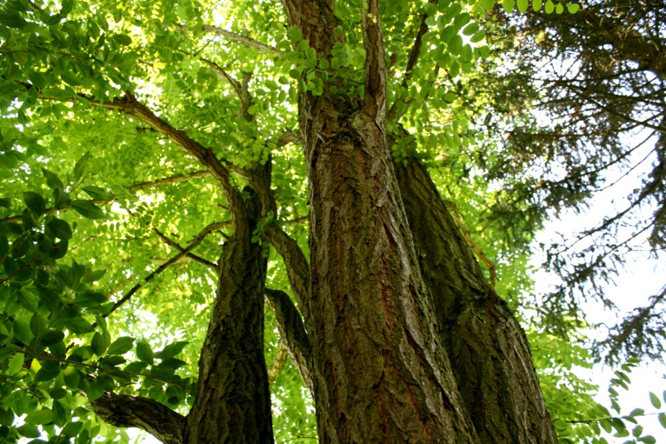 Tree Ecosystem Trunk Woody Plant