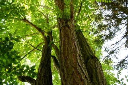 Tree Ecosystem Trunk Woody Plant photo