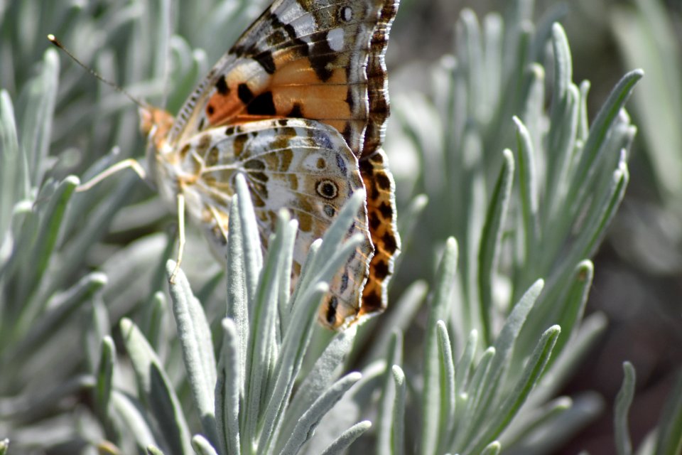 Moths And Butterflies Insect Invertebrate Butterfly