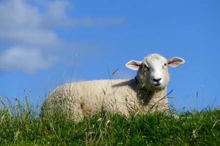 Grassland Sheep Pasture Cow Goat Family photo