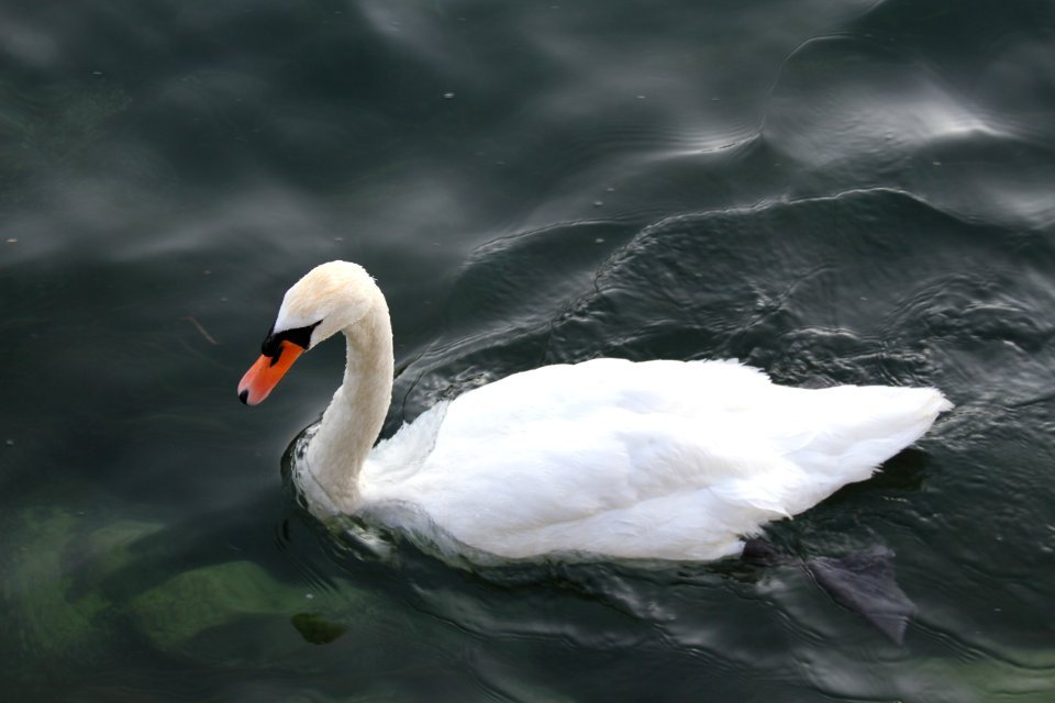 Swan Water Bird Bird Ducks Geese And Swans