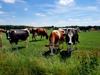 Grassland Pasture Cattle Like Mammal Grazing photo