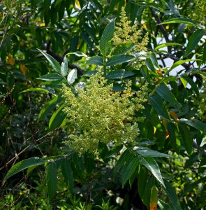 Plant Vegetation Leaf Flora
