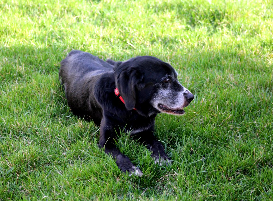 Dog Dog Breed Dog Like Mammal Dog Breed Group