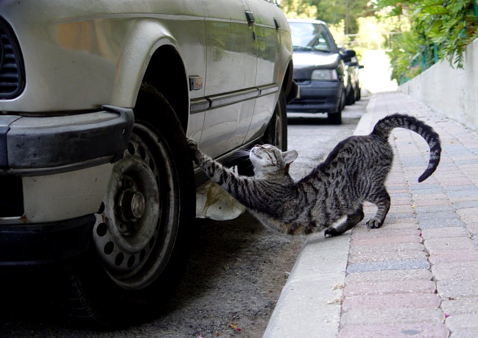 Car Motor Vehicle Mammal Automotive Tire