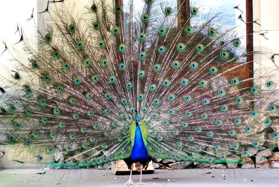 Peafowl Galliformes Feather Phasianidae